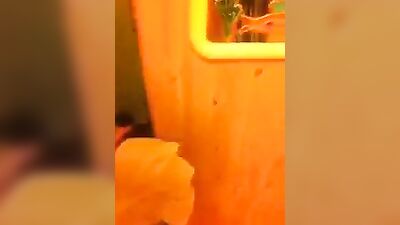 Gay Porn - Masturbating in the Shower: Amateur Cum Shots and Handjobs!