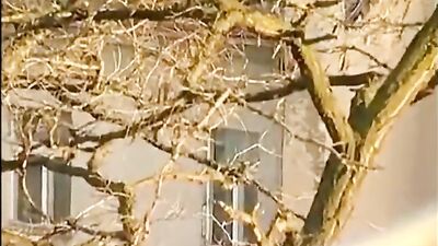 Piss cum bare boys - Double Amature Cum Shots Big Cocks