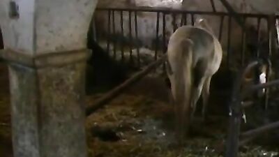 Young Blonde Twinks in Hot Gay Action - Bareback Cum Shots!