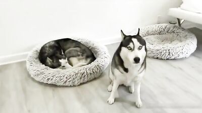 Young White Twinks Oral Adventure with a Monstrous BBC Ram