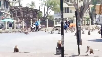 Gay animalistic passion in the city