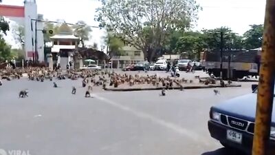 Gay animalistic passion in the city