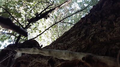 Horny Soccer Boy in the Woods - A Solo Adventure!