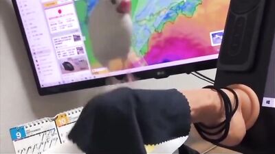 Birdys Useful Dildo Fun Perch Adventure