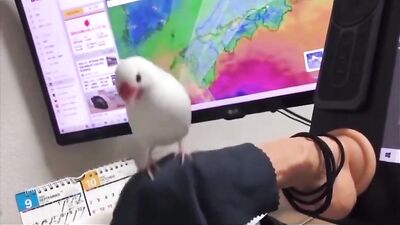 Birdys Useful Dildo Fun Perch Adventure