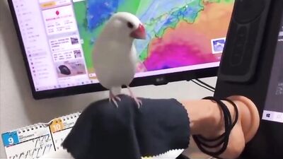 Birdys Useful Dildo Fun Perch Adventure