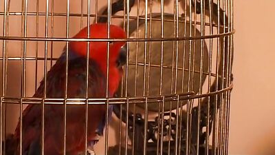 Spy Boy 2: Gay Porn Thrills