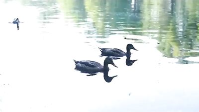 Gangbang Train: The Ultimate Cumshot Challenge!