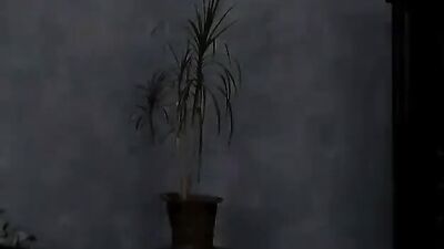 Gay Porn Brother Solo Adventure