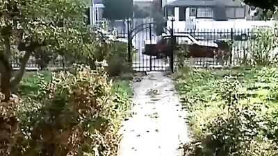 Zombie Shooters: The Softcore Classic Gay Muscle Porn Video