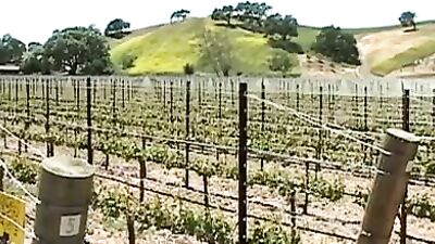 Black Boy Lust - The Ultimate Interracial Oral Experience