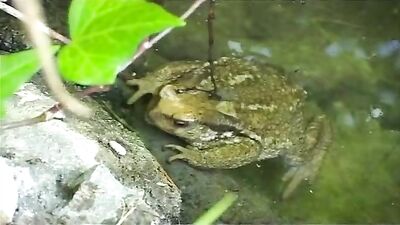 Young Twinks Pounding: Bareback Cum Shots & Oral Delight!