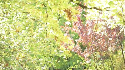 Coming Out With A Friend - Nino Justins Gay Porn Adventure