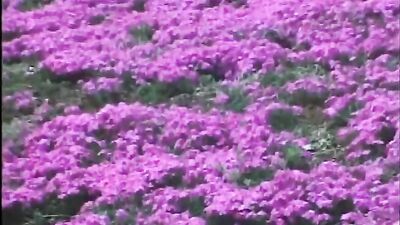 Japanese Boys Vintage Porn: Cum Shots with Frat Guys and Straight Boys!