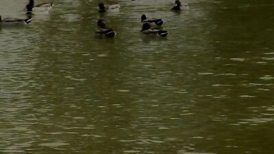 Interracial Fucking with Twinks - Jason and Robbies Cumshots and Bareback Oral Fun!