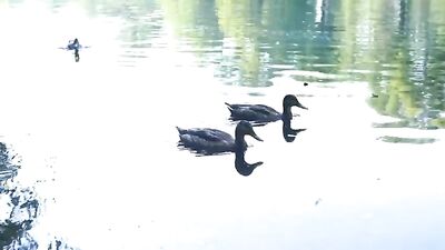 Bareback Big Cocks Orgy - Threeway Park Hook Porn Videos