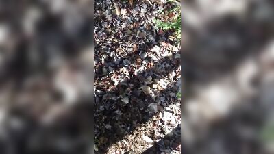 Forbidden Woods Gay Porn Adventure