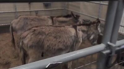 County Fair Flip-Fuck: Bareback Cum Shots in Gay Porn!