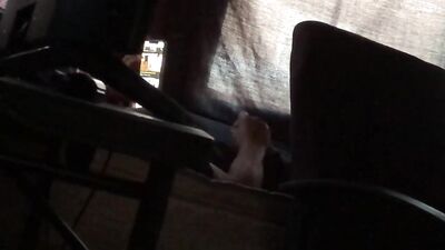 Sexual Desires Unleashed: Caught My Brother Again Watching Boys Porn