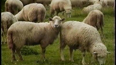 Vintage Frisky Summer Gay Porn Video Full Movie - Double the Pleasure!