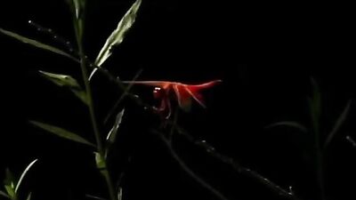 Gay Outdoor Twinks Fucking - Nature Porn Tube