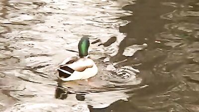 Gangbang in the Park: Sucking and Cum Shots for Gay Boys Porn