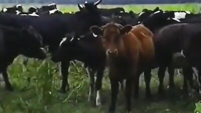 Gero- In The Pasture Gay Porn Videos: Unleashing Desires in the Field!