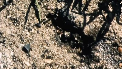 AA Vid S - Friends (short film 2001)