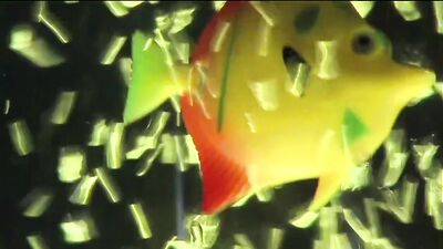 Gay Porn Magic Tricks: A Fivesome Bareback and Cum Eating Sojourn