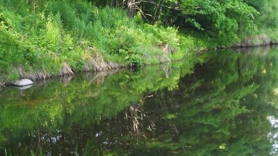 Forest Fuck - Wild Gay Porn Videos