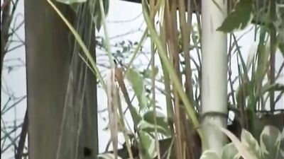 Gay Porn Videos Latino Twink Fucks in the Rain with Cute Lad