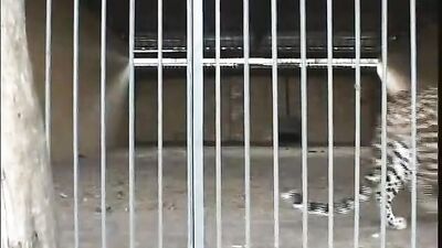 Old Gay Porn Vintage Day! Twinks Cum Shots Fetish Fun Group Oral Big Dick Anal Rimming Blow Job 69!