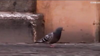 Scandal At The Vatican 2: Bareback Revenge!