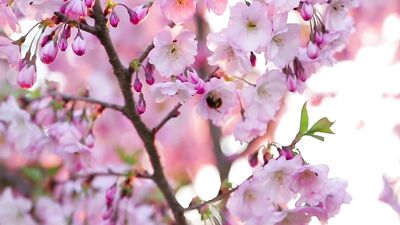 Gay Porn Bees: Pretty Sex Scenes!