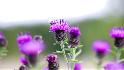 Outdoor Bareback Fun - Cum in Mouth Blowjobs