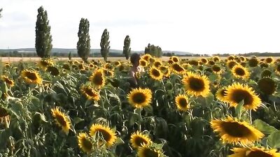The sunflowers of Love Gay Porn Videos