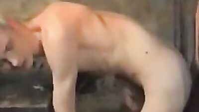 Gay Basement Buddies Action Cum Shots Handjob Oral Porn Videos