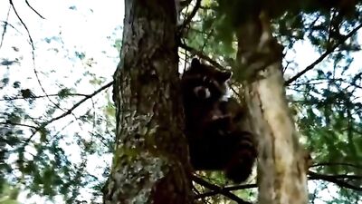 Log Cabin Big Cock Riding Trio: Fetish Fun Group Sex Oral Adventure