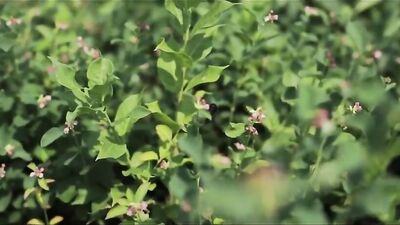 Raw Twink Ass Exposure: Bareback Big Cocks Cum Shots Fun Oral