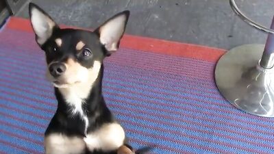 Gay Porn Twink Crew Bareback Oral Fun