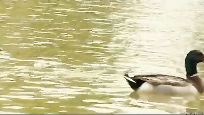 Head home after the picnic