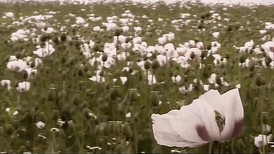 Outdoor Pleasure: Bareback Cum Shots & Oral Action!