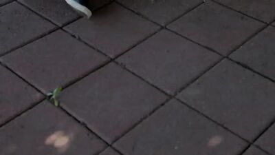 Gay Porn Videos: The Exhibitionist Twink Gets His Dark Skinned Buddys Cock Into His Ass!