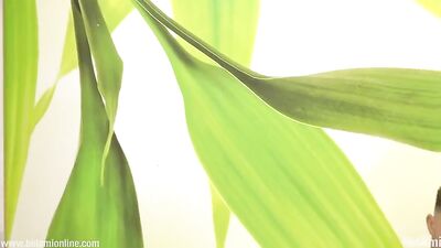 Gangbang: Hot Frat Boy Action Porn with Oral Cumshots