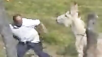 Horny Donkey Sexcapades: Unleash Your Inner Beast!