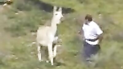 Horny Donkey Sexcapades: Unleash Your Inner Beast!