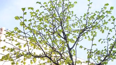 Golden Twink Pleasures: Bareback Cum Shots Handjob Oral Porn