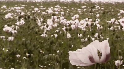 Rubax Video - Bareback Ranchers 2-5 (HD): Wild Western Oral Action