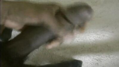 Black Cum Shots Handjob - Gay Black Porn Tube Video