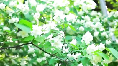 Making Friends Making Love - Bareback Threesome